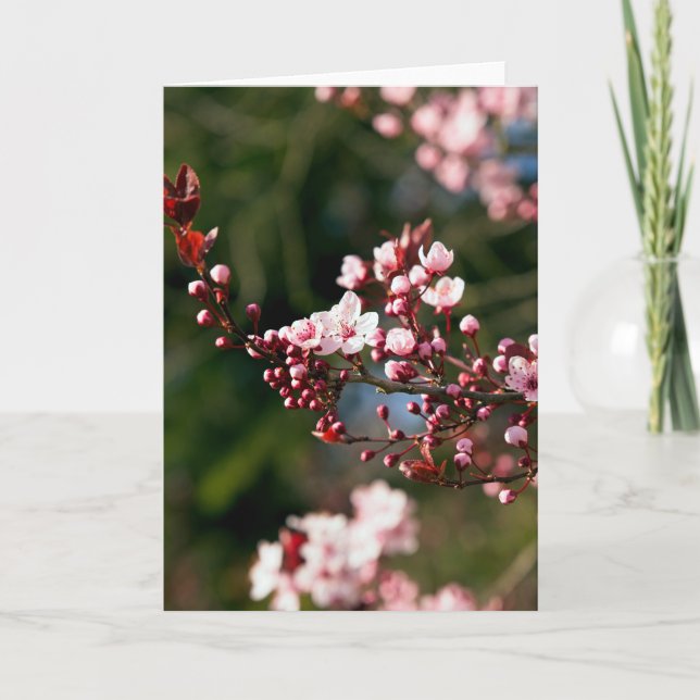 Pink Blossom in the warm summer light Card (Front)