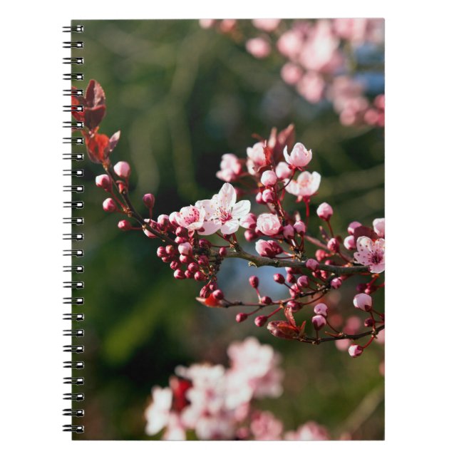Pink Blossom in the warm summer light Notebook (Front)