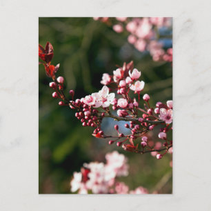 Pink Blossom in the warm summer light Postcard