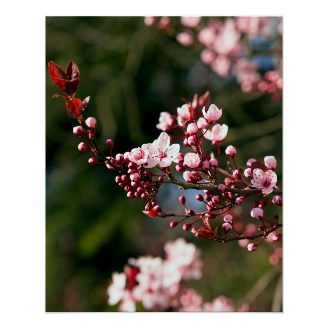 Pink Blossom in the warm summer light Poster (Front)