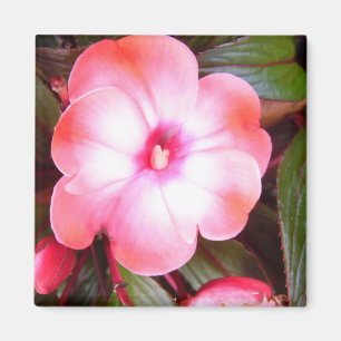 Pink Blossom Magnet