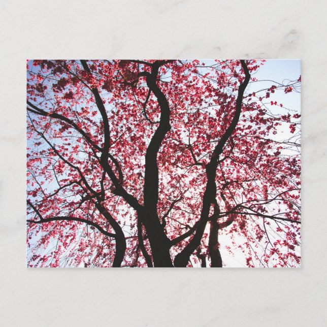 Pink Blossoming Weeping Willow Postcard (Front)