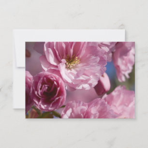 Pink Blossoms