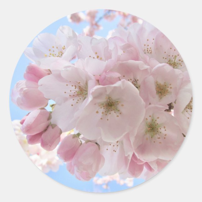Pink Blossoms Blue Sky. Classic Round Sticker (Front)
