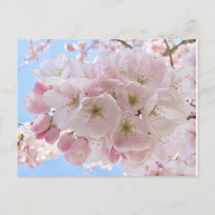 Pink Blossoms Blue Sky. Postcard