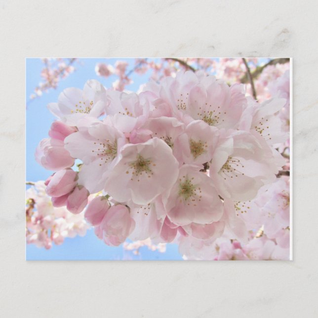 Pink Blossoms Blue Sky. Postcard (Front)