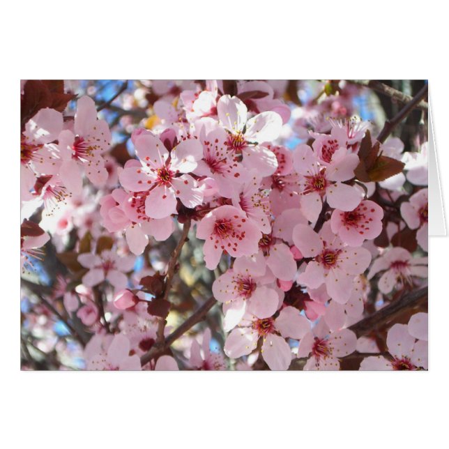 Pink Blossoms on Ornamental Flowering Tree (Front Horizontal)
