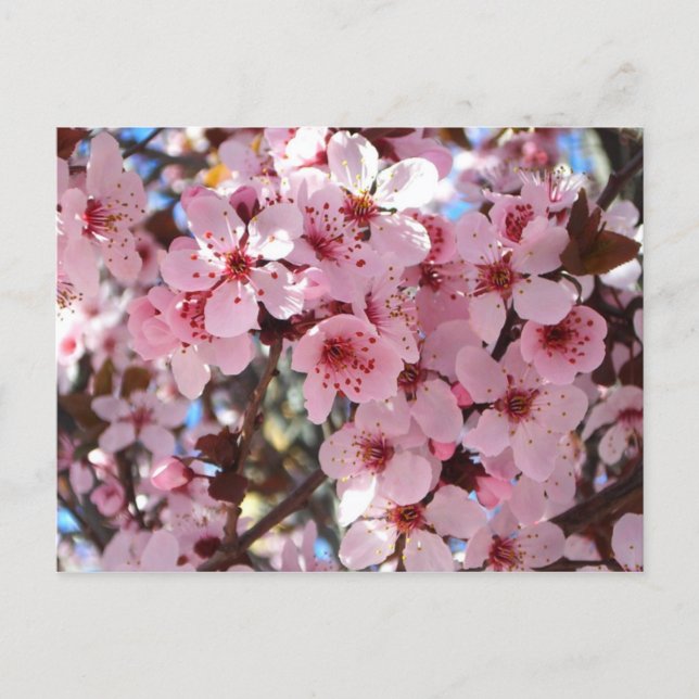 Pink Blossoms on Ornamental Flowering Tree Postcard (Front)