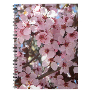 Pink Blossoms on Ornamental Flowering Tree Spiral Notebook