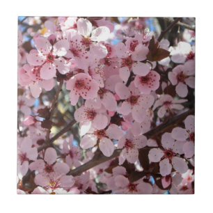 Pink Blossoms on Ornamental Flowering Tree Tile