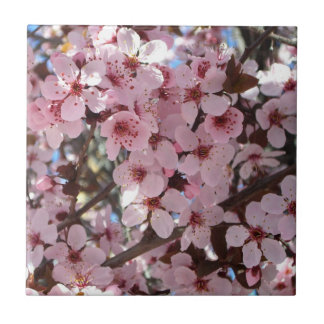Pink Blossoms on Ornamental Flowering Tree Tile