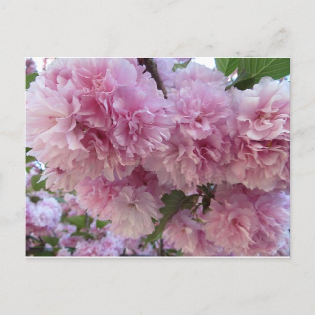 Pink Blossoms Postcard (Front)