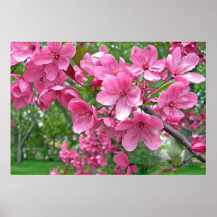 Pink Blossoms Print