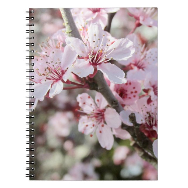 Pink Blossoms Red Stems. Notebook (Front)