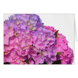 Pink Blue Hydrangeas elegant pink purple flowers