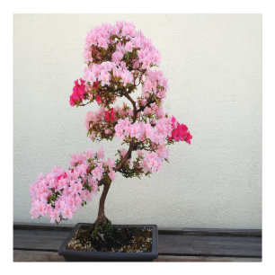Pink Bonsai Tree Photo Print