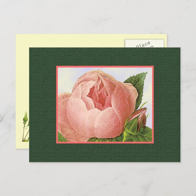 Pink Botanical Roses Blank Postcard (Front/Back)