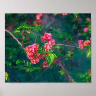 Pink Bougainvillea Flower Photography Wall Art Pos