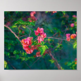 Pink Bougainvillea Flower Photography Wall Art Pos