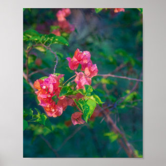 Pink Bougainvillea Flower Photography Wall Art Pos