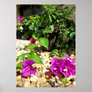 Pink Bougainvillea flowers pebbles Poster