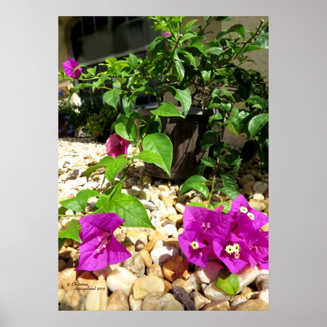 Pink Bougainvillea flowers pebbles Poster (Front)
