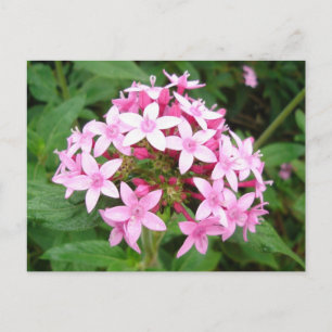 Pink Bouquet Postcard