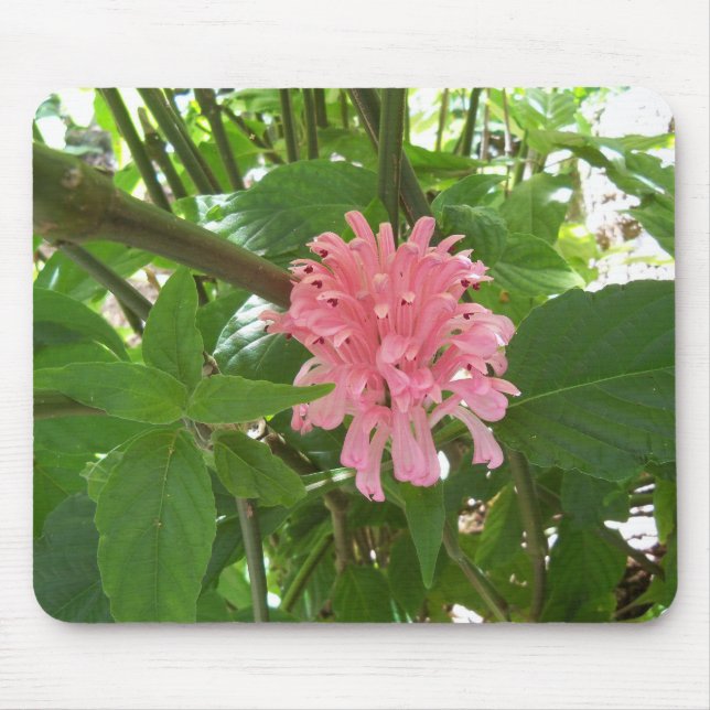 Pink Brazilian Plume Flower Mouse Pad (Front)