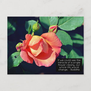 Pink Budding Rose Motivational Quote Postcard