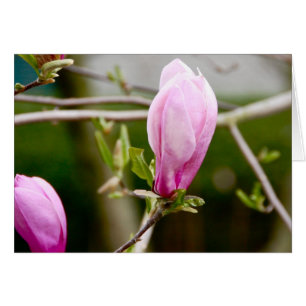 Pink Buds