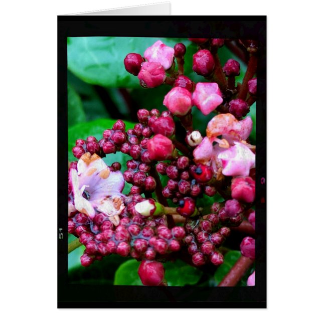 Pink Buds on Green Leaves Blank Card (Front)
