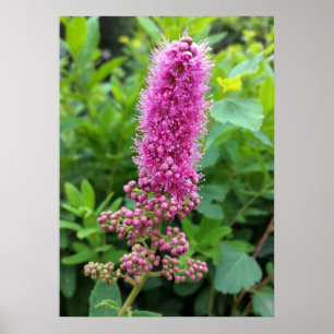 pink buds poster