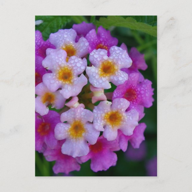 Pink Butterfly Weed Flowers Postcard (Front)