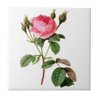 Pink Cabbage Rose by Pierre Joseph Redoute Tile
