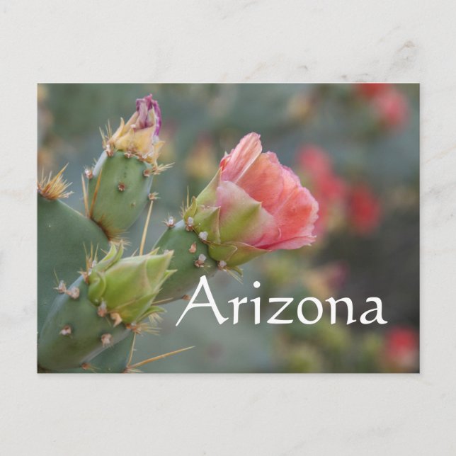 Pink cactus flower beginning  to bloom, Arizona Postcard (Front)