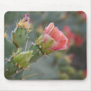 Pink cactus flower beginning to bloom mouse pad