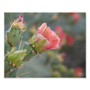 Pink cactus flower beginning to bloom photo print