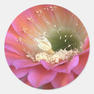 Pink cactus flower in the desert classic round sticker