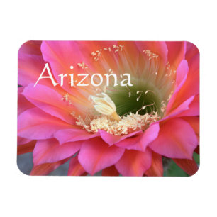 Pink cactus flower in the desert magnet
