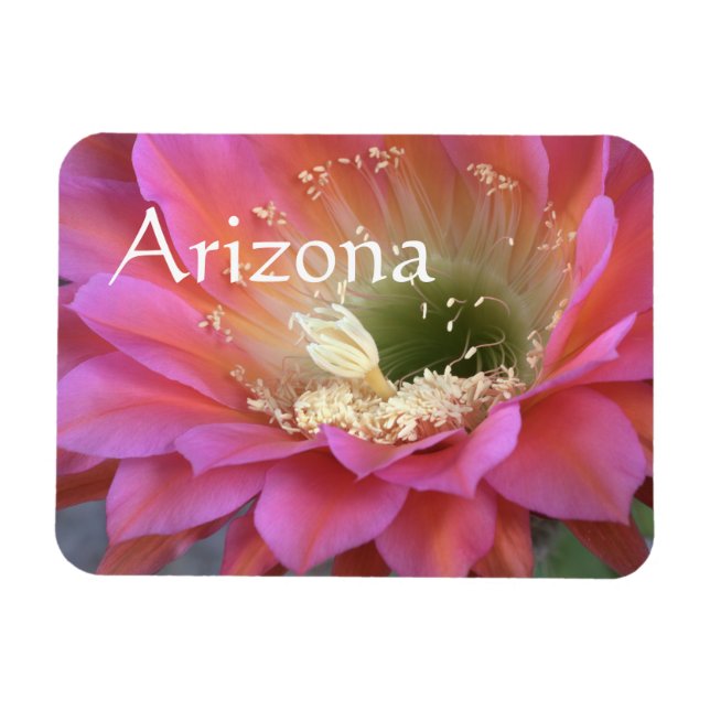 Pink cactus flower in the desert magnet (Horizontal)