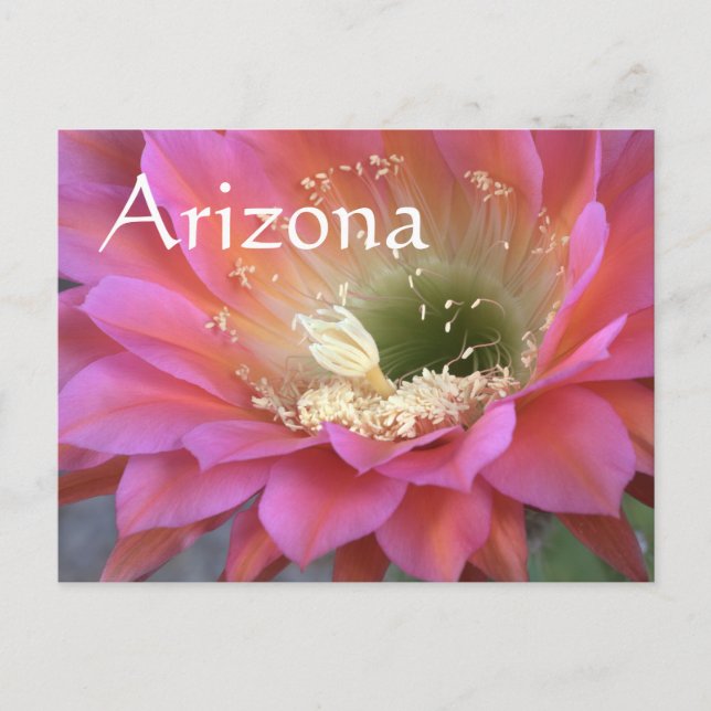 Pink cactus flower in the desert postcard (Front)