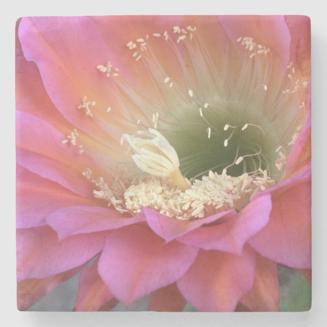 Pink cactus flower in the desert stone coaster (Front)