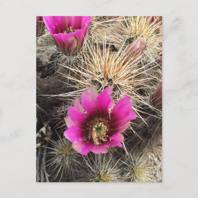 Pink cactus flower postcard (Front)