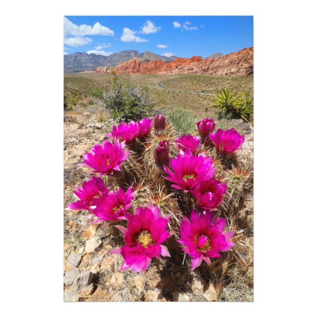 Pink cactus flowers in Red Rock Canyon, NV Photo Print (Front)