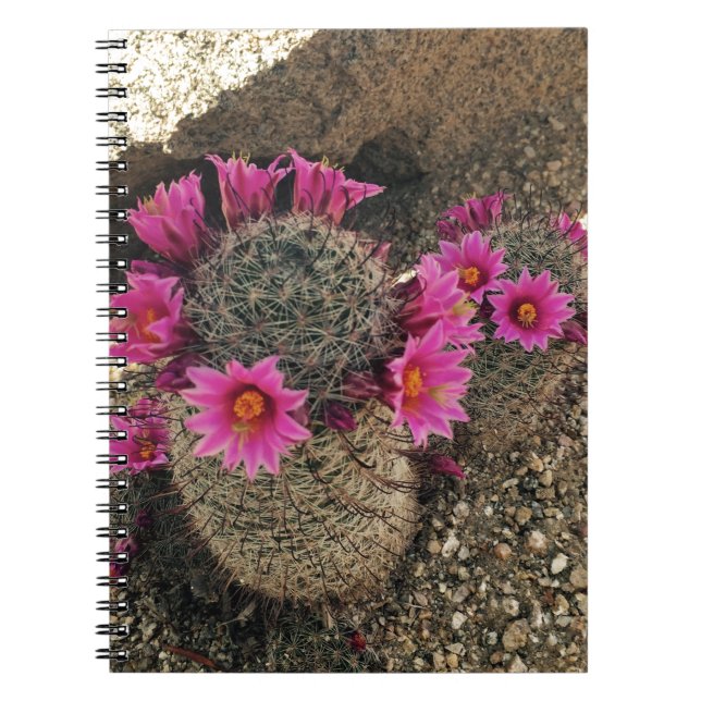 Pink Cactus in Bloom Notebook (Front)