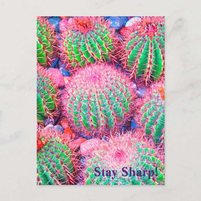 Pink Cactus Succulents Postcard (Front)
