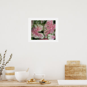 Pink Caladium Leaves Floral Poster
