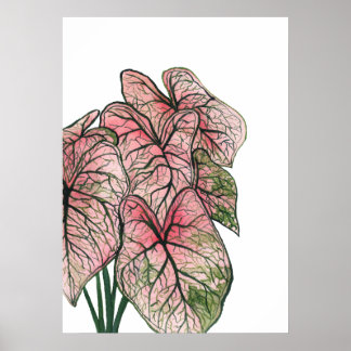 Pink Caladium Watercolor Illustration Poster