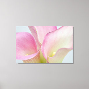 Pink Calla Lilies Canvas Print