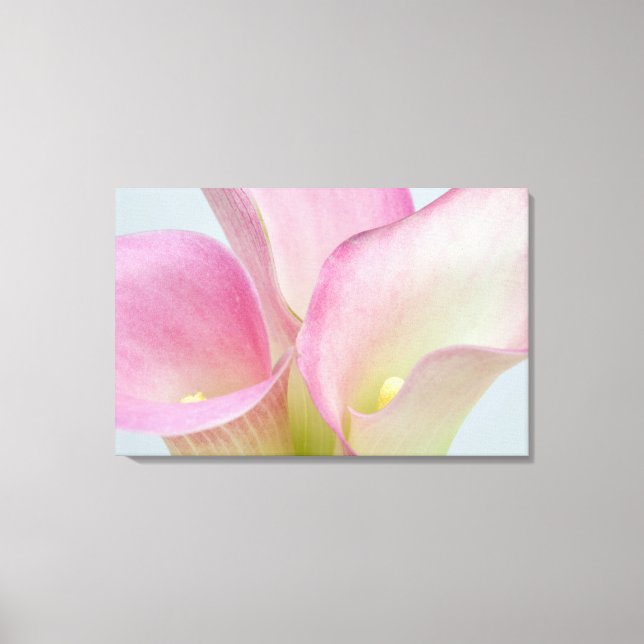 Pink Calla Lilies Canvas Print (Front)